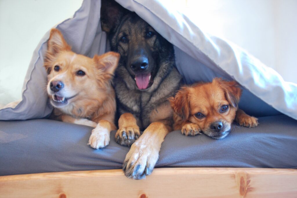 dogs-in-bed-2024-11-27-12-28-57-utc