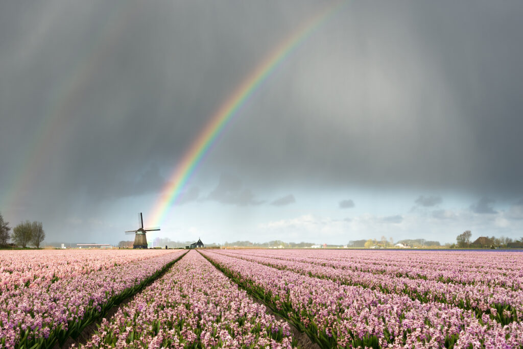 Rainbow over windmill and flower fields